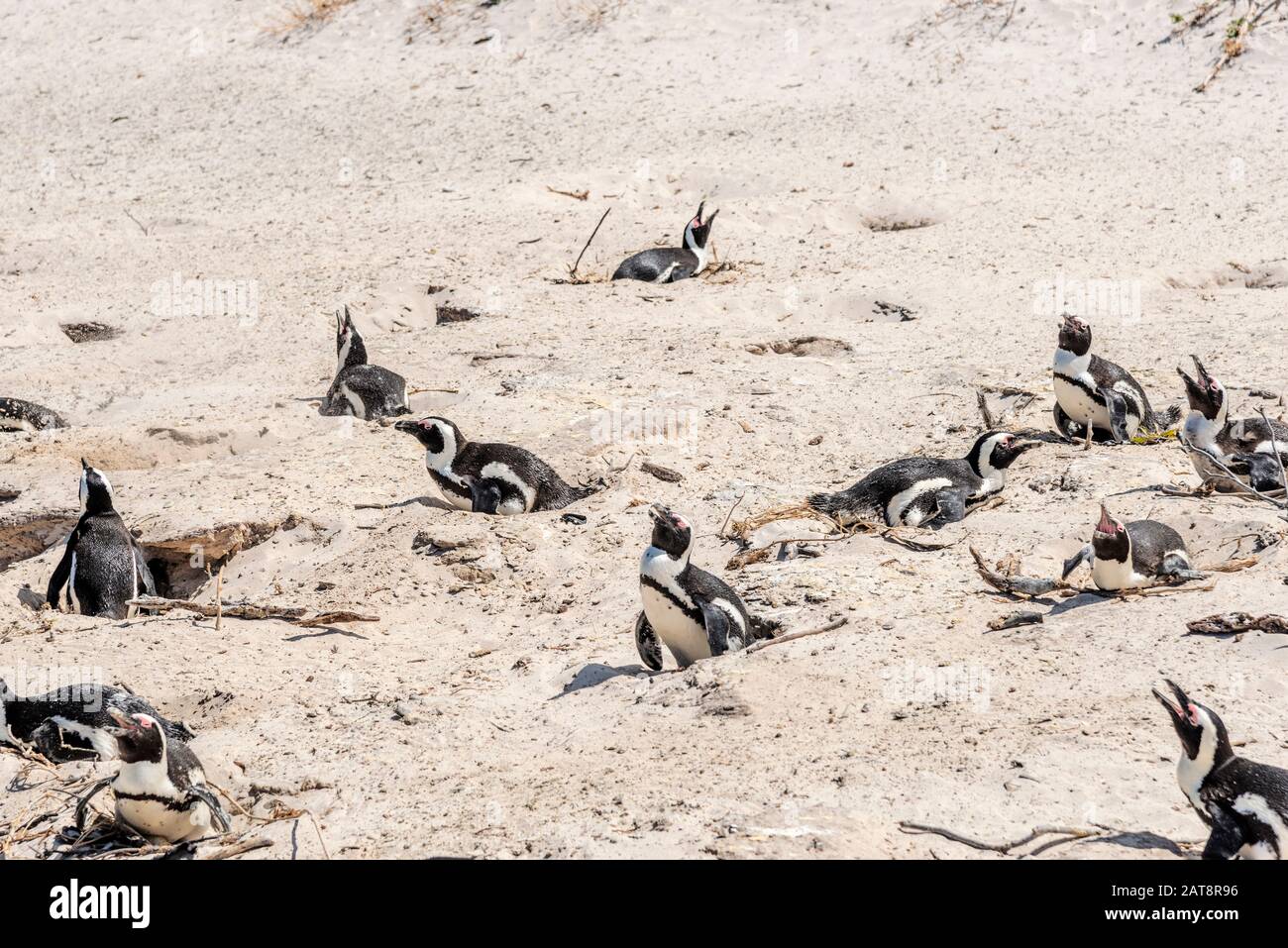 African penguin colony (Spheniscus demersus) on Boulders Beach, Simon's Town,Cape Town, Cape Peninsula, South Africa Stock Photo