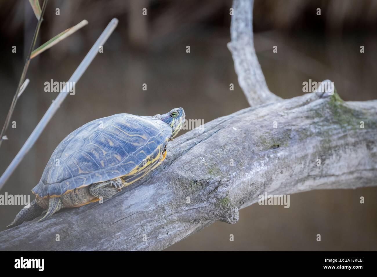 Red-eared slider (Trachemys scripta elegans) resting on a trunk. Natural Areas of the Llobregat Delta. Barcelona province. Catalonia. Spain. Stock Photo