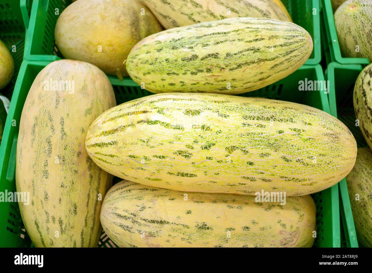 melon a lot of ripe, oval melons. Sweet fruits, huge berries Stock