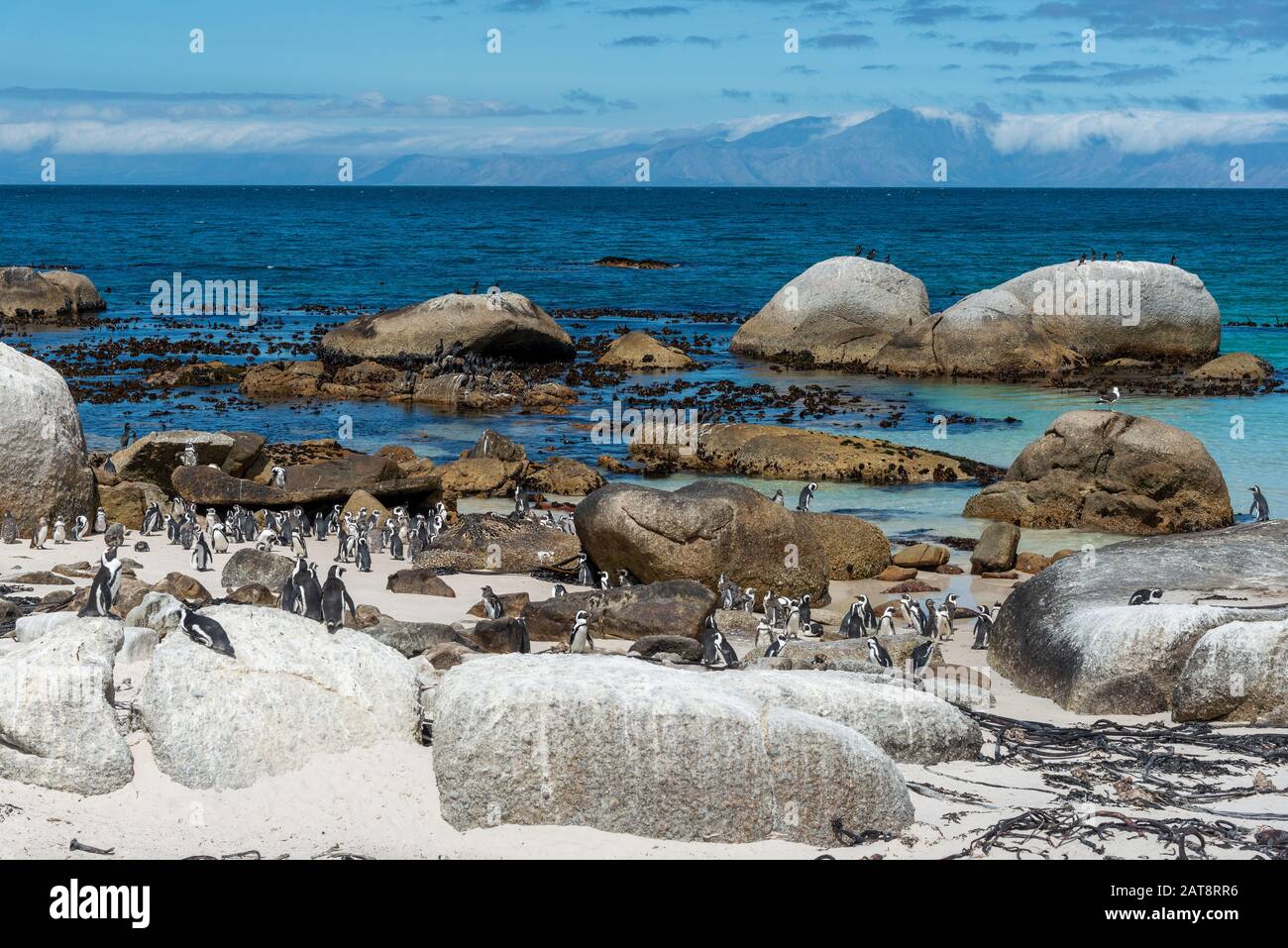 African penguin colony (Spheniscus demersus) on Boulders Beach, Simon's ...