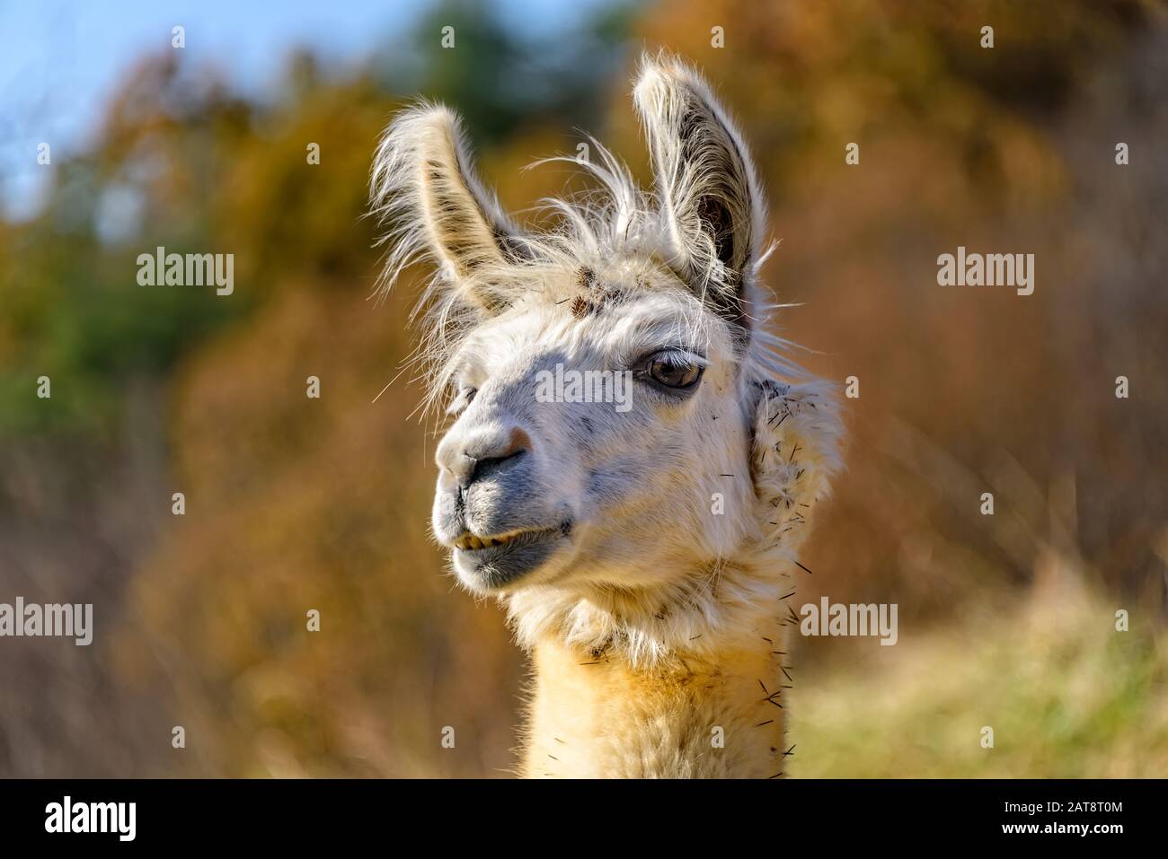 White adult Alpaca alert in a meadow in North Carolina Stock Photo