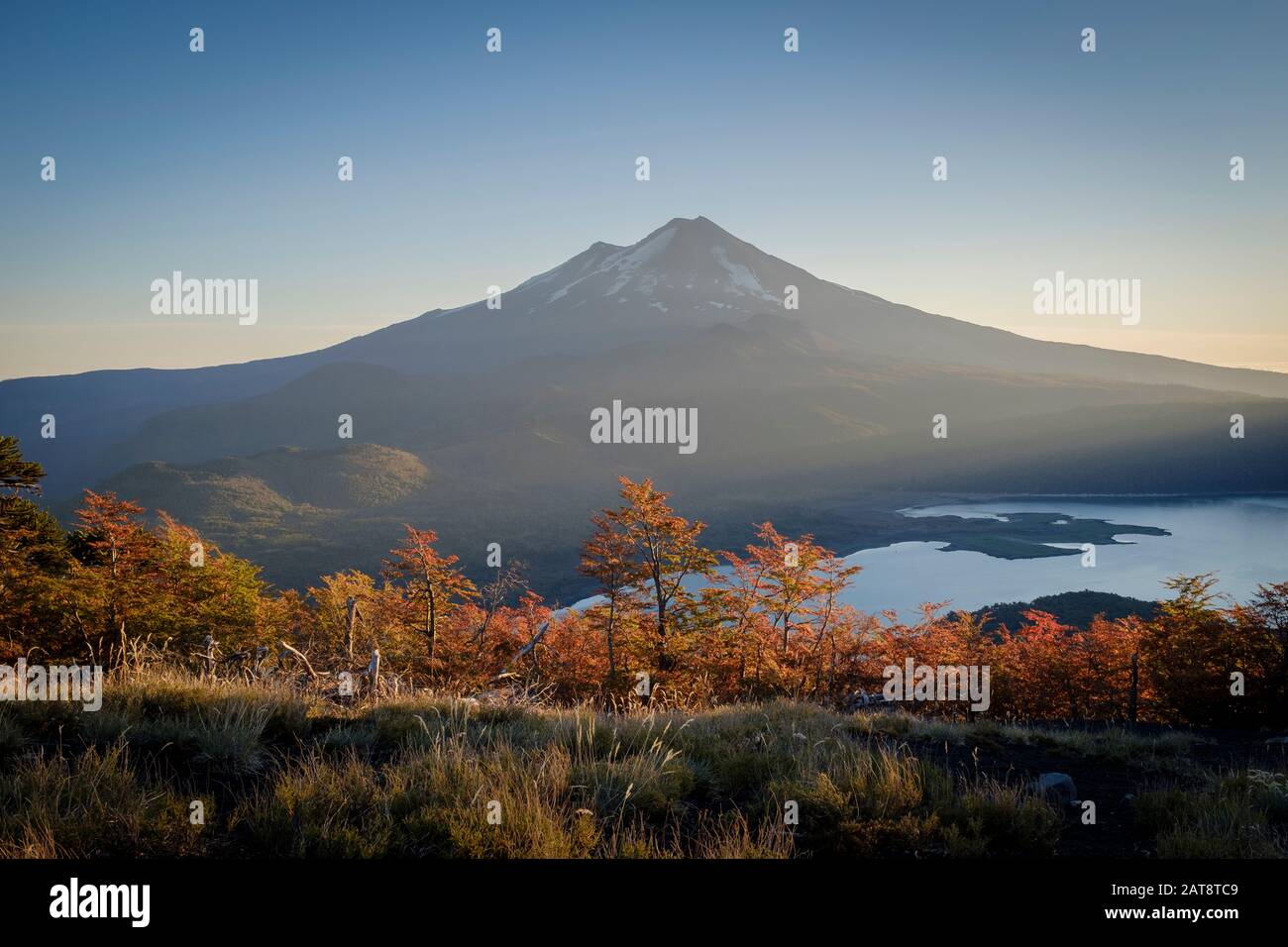 Southern beeches (Nothofagus sp.) with Llaima volcano in the background. Conguillio National Park. La Araucania. Chile. Stock Photo
