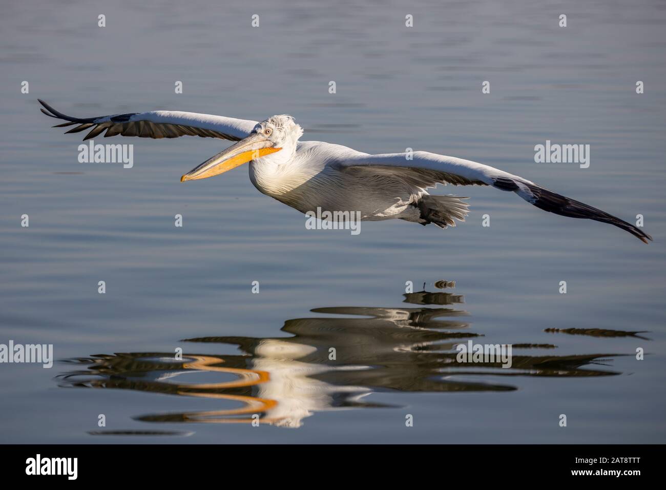 Dalmatian pelican from Kerkini Lake, Greece Stock Photo