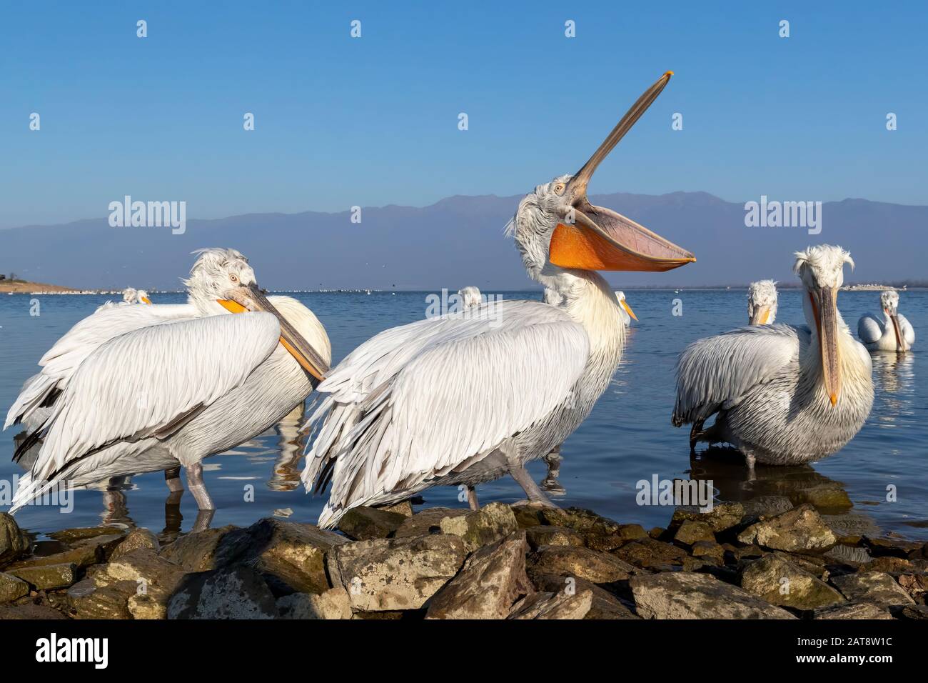 Dalmatian pelican from Kerkini Lake, Greece Stock Photo