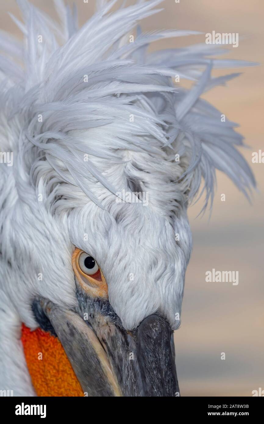 Dalmatian pelican from Kerkini Lake, Greece Stock Photo