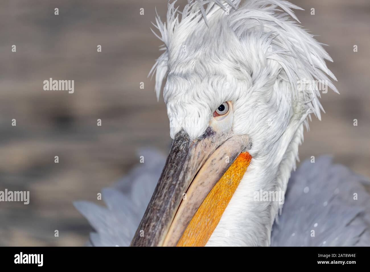 Dalmatian pelican from Kerkini Lake, Greece Stock Photo