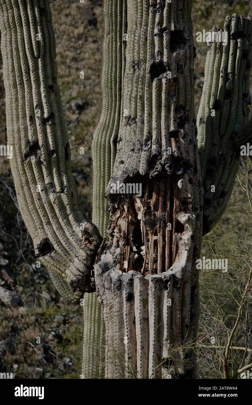 The Inside Wood Of A Saguaro Cactus Stock Photo Alamy