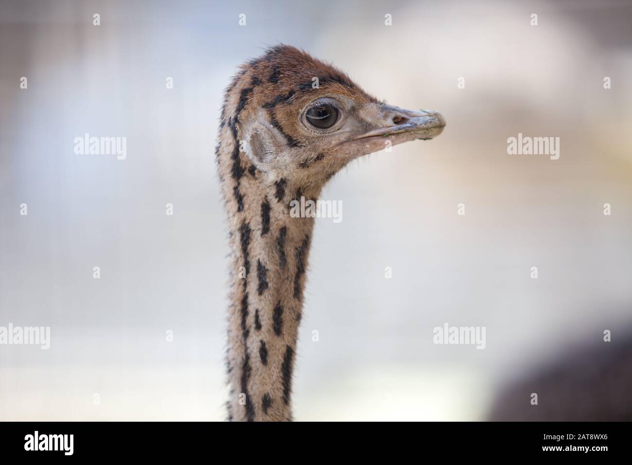a portrait of a young ostrich chick (Struthio camelus) Stock Photo