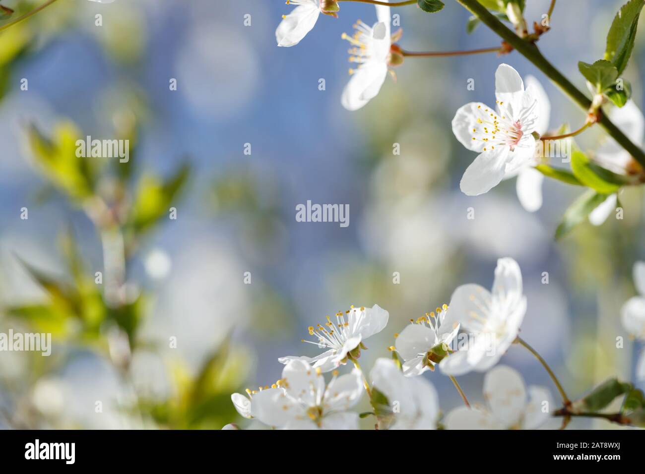 Flowers of cherry plum (prunus cerasifera) on a blue sky in early spring (close up) Stock Photo