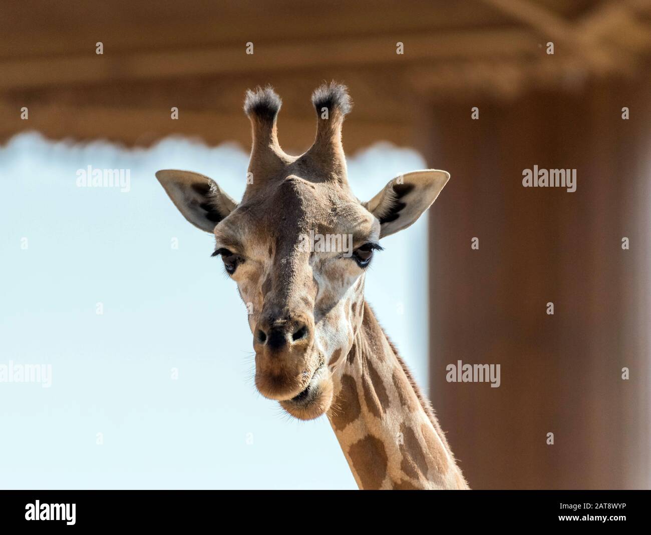 Beautiful wild animal tall Giraffe in Al Ain Zoo Safari Park, United Arab Emirates Stock Photo