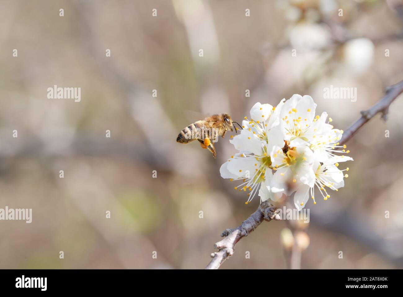 Close up of bee collecting a nectar from flowering blackthorn (pruns spinosa) in early spring Stock Photo