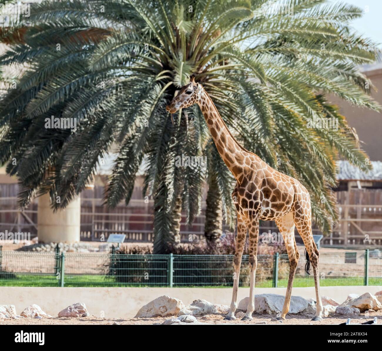 Beautiful wild animal tall Giraffe in Al Ain Zoo Safari Park, United Arab Emirates Stock Photo