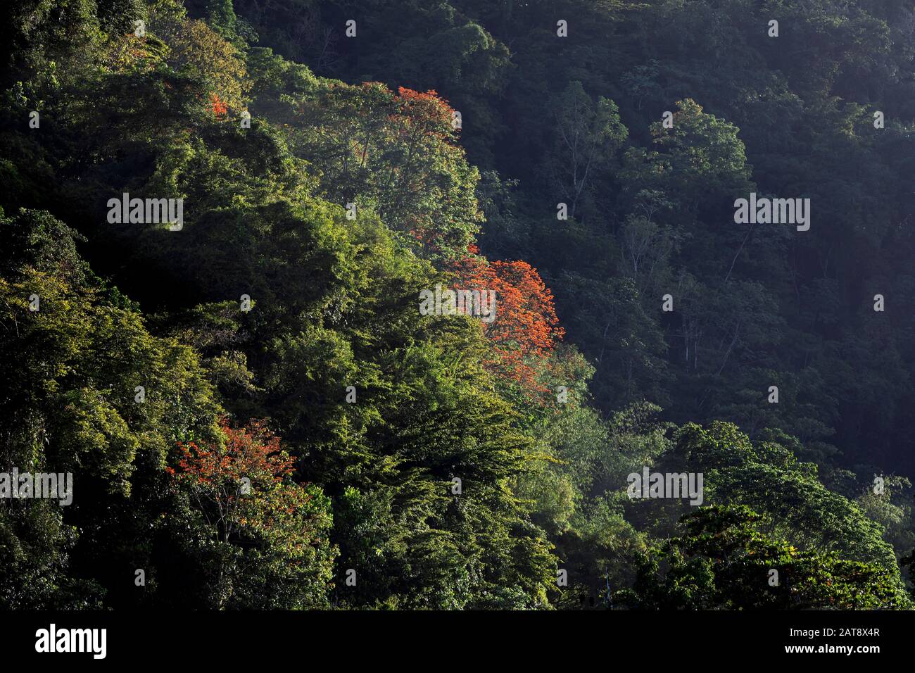 Orange Immortelle trees on a forested slope, Grand Riviere, Trinidad