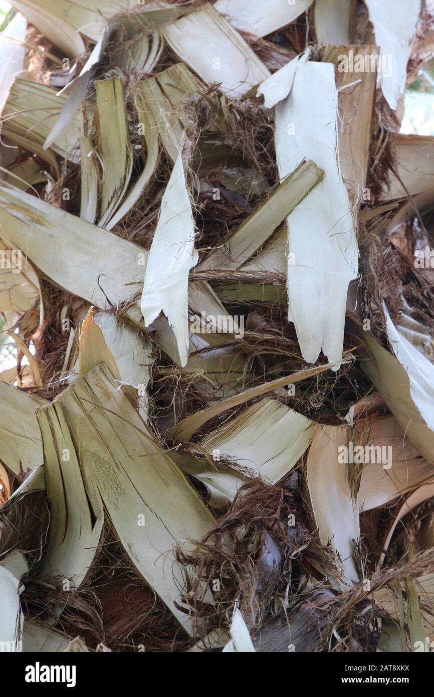 The peeling bark of a Sabal Domingensis palm tree Stock Photo