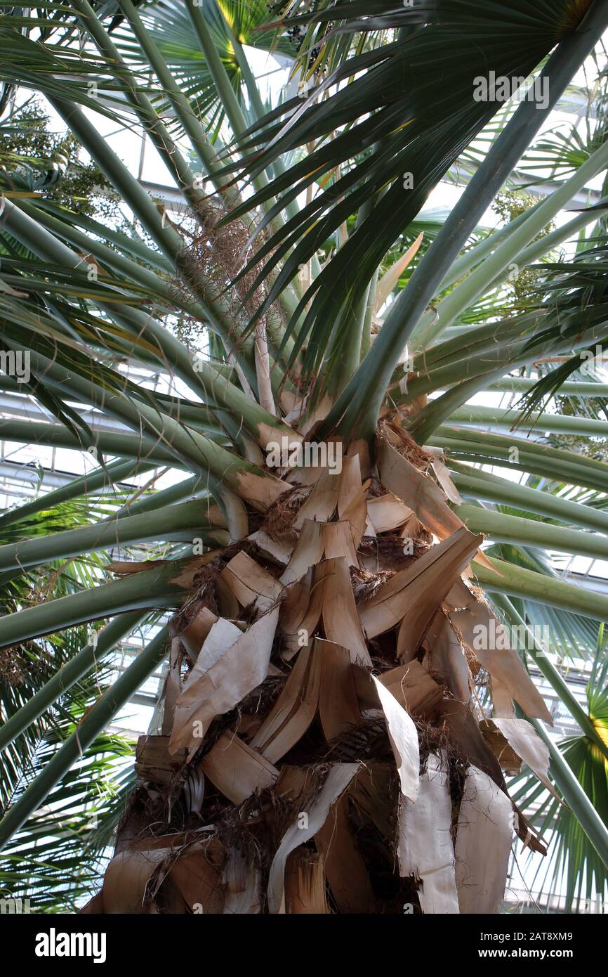 Looking up at the branching green fronds of a Dominican Palm tree, Sabal Domingensis Stock Photo
