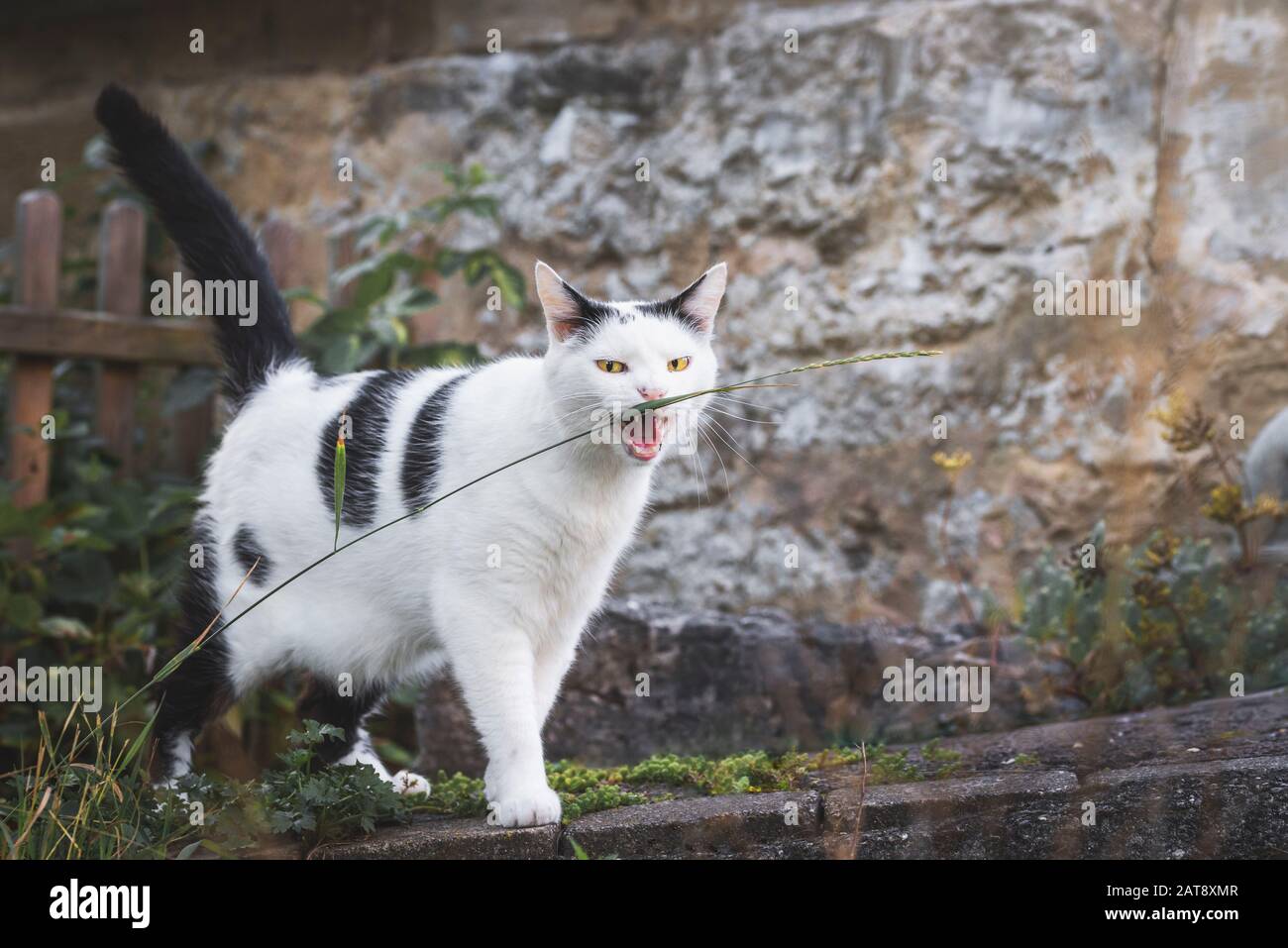 Wicked cat biting a grass thread and staring into the camera. Cat with yellow eyes and open mouth in countryside settings. White cat with black spots Stock Photo