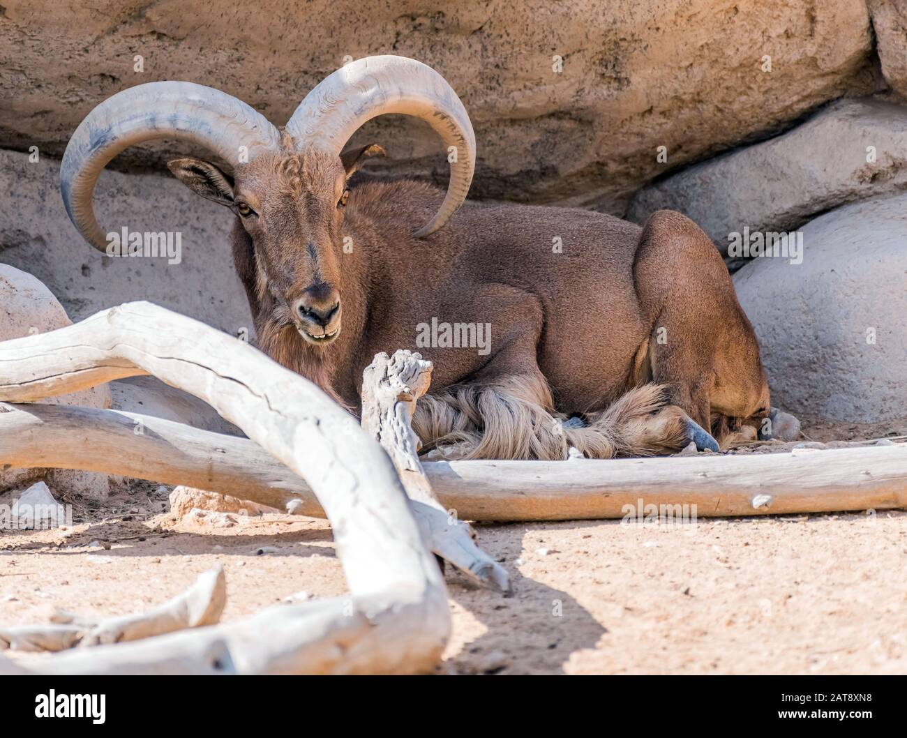 Wild Animal Barbary Sheep with Long Horns Stock Photo