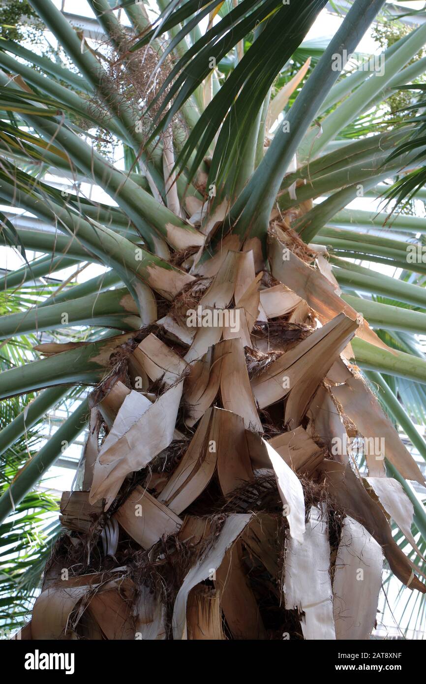 Looking up at the branching green fronds of a Dominican Palm tree, Sabal Domingensis Stock Photo