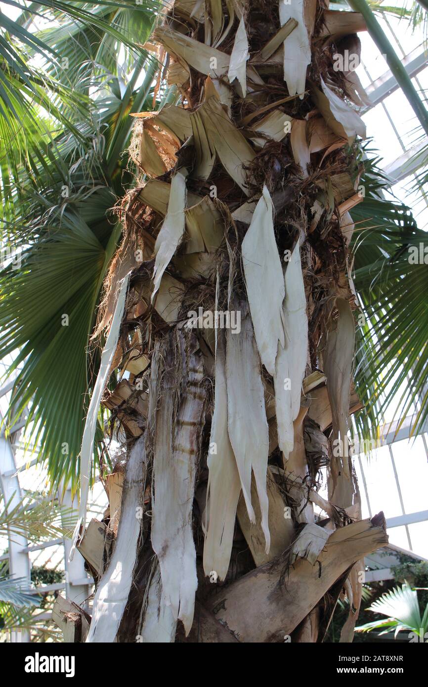 Looking up at the peeling bark of a Sabal Domingensis palm tree Stock Photo