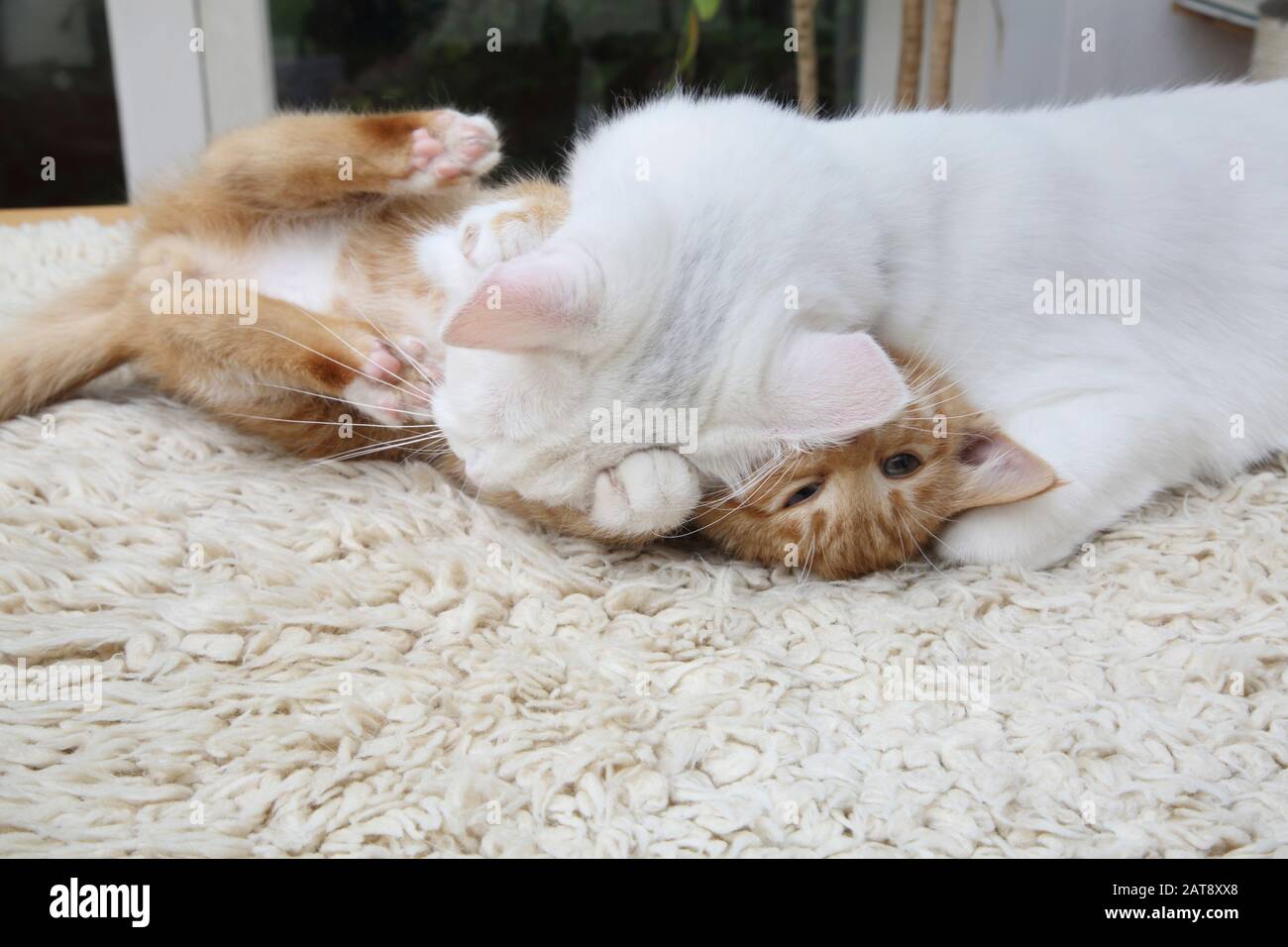 Ginger Kitten And White Turkish Angora Cat Play Fighting Stock Photo - Alamy