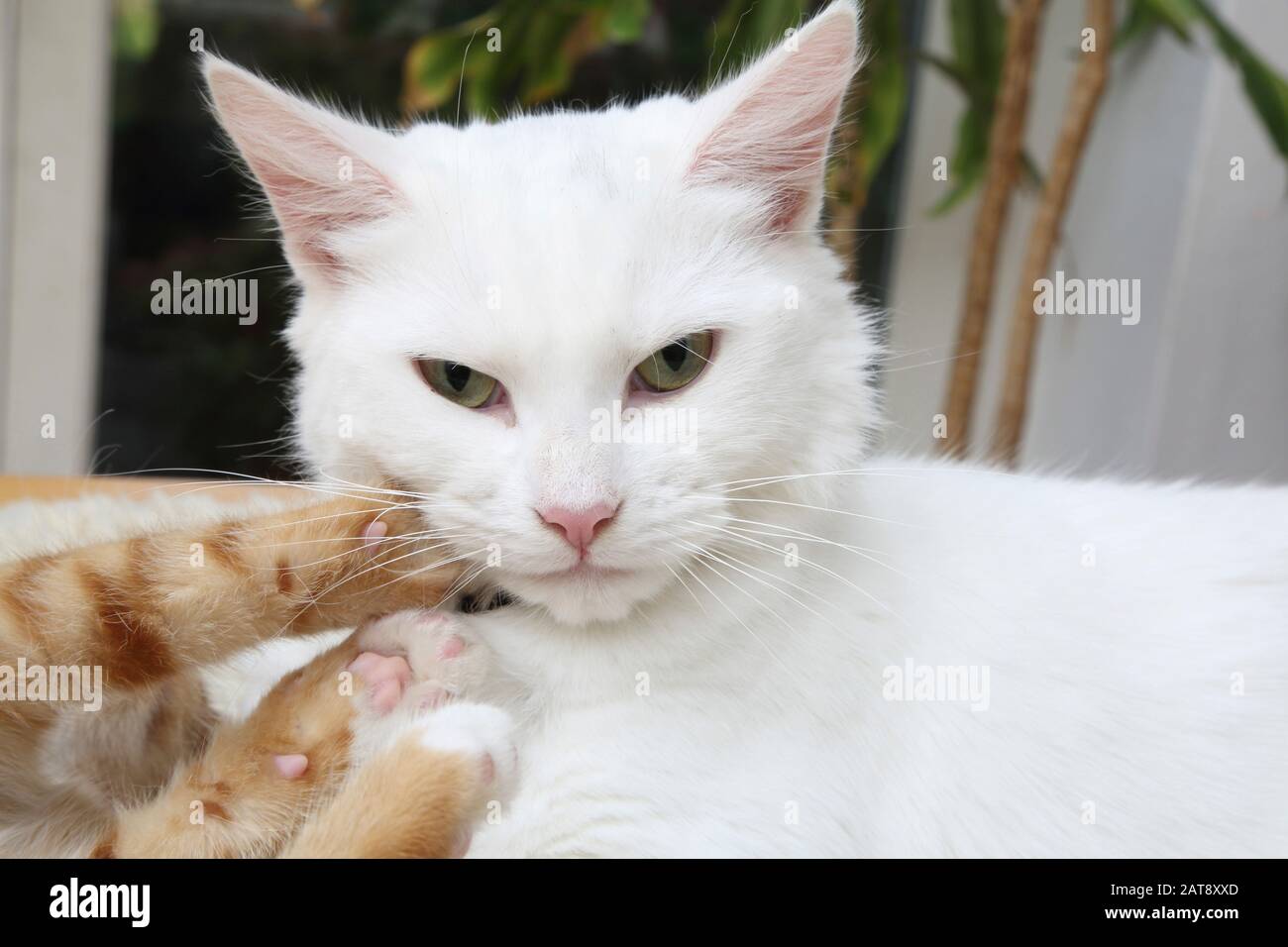 Ginger Kitten and White Turkish Angora Cat Play Fighting Stock Photo