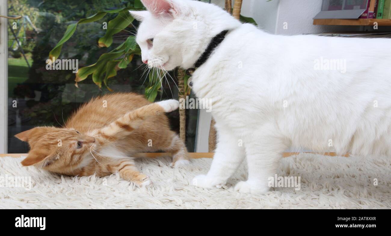 Ginger Kitten being Submissive in Cat Fight with White Turkish Angora Cat Stock Photo