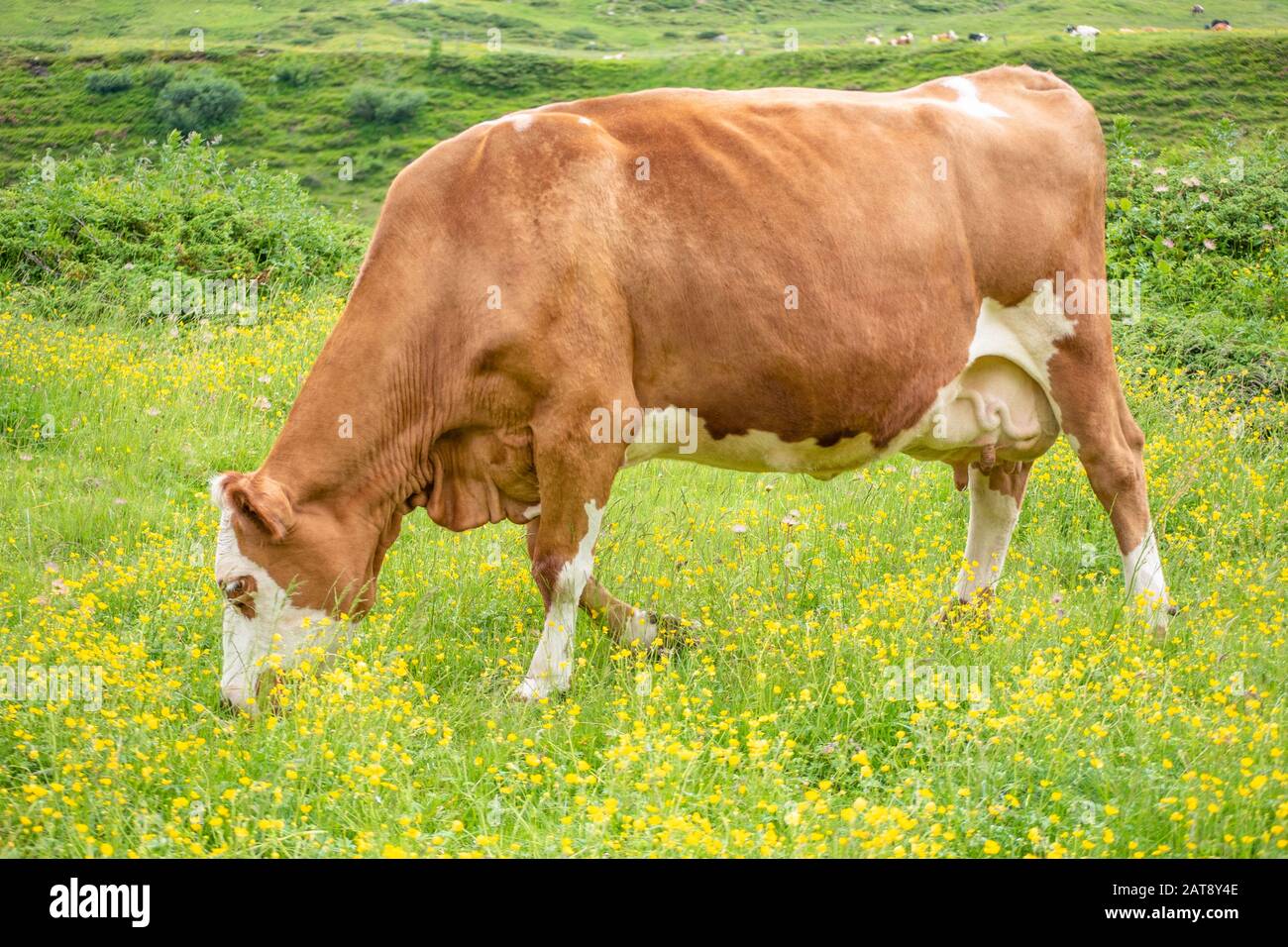 Brown cow at lunch on a meadow with firs, at the mountains Stock Photo