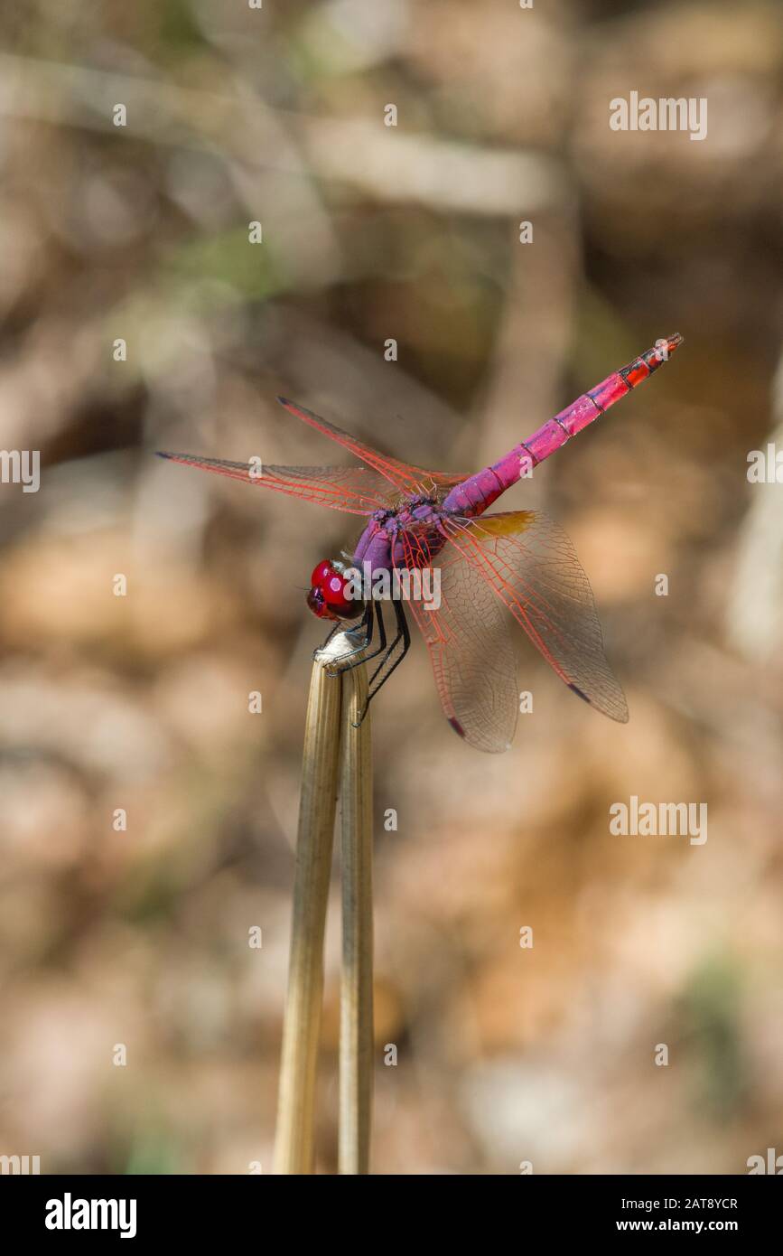 Male Violet Dropwing (Trithemis annulata), Monte Argentario, Italy Stock Photo