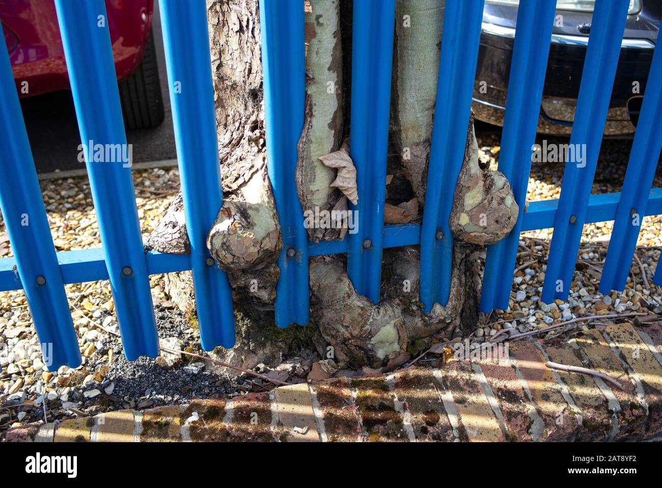 A tree grows and starts to wrap around a blue metal fence showing the power of mother nature. Stock Photo