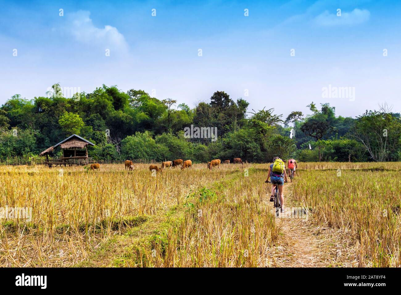 Tourists cycling in the countryside at Vang Vieng, Vientiane Province, Laos. Stock Photo