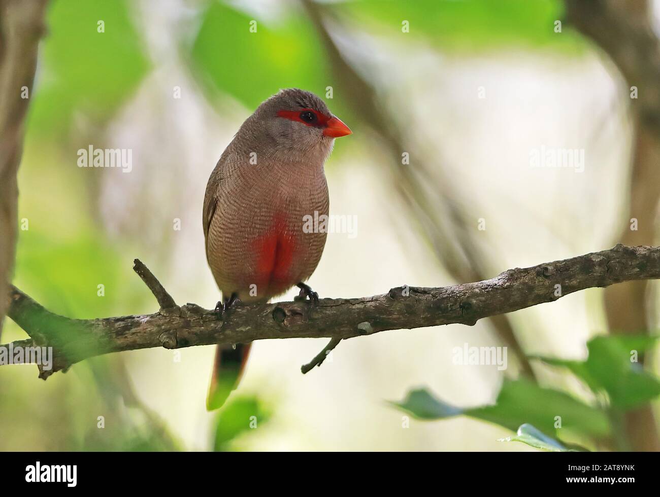 Common Waxbill (Estrilda astrild) adult perched on branch  Wilderness, South Africa             November Stock Photo