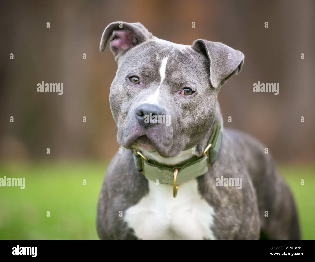 A blue brindle and white Pit Bull Terrier mixed breed dog listening with a head tilt Stock Photo