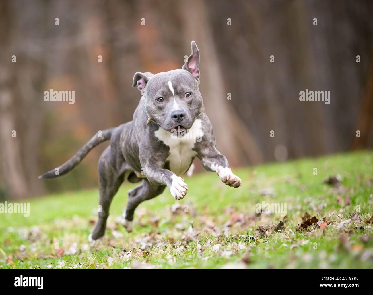 A blue brindle and white Pit Bull Terrier mixed breed dog leaping and running outdoors Stock Photo