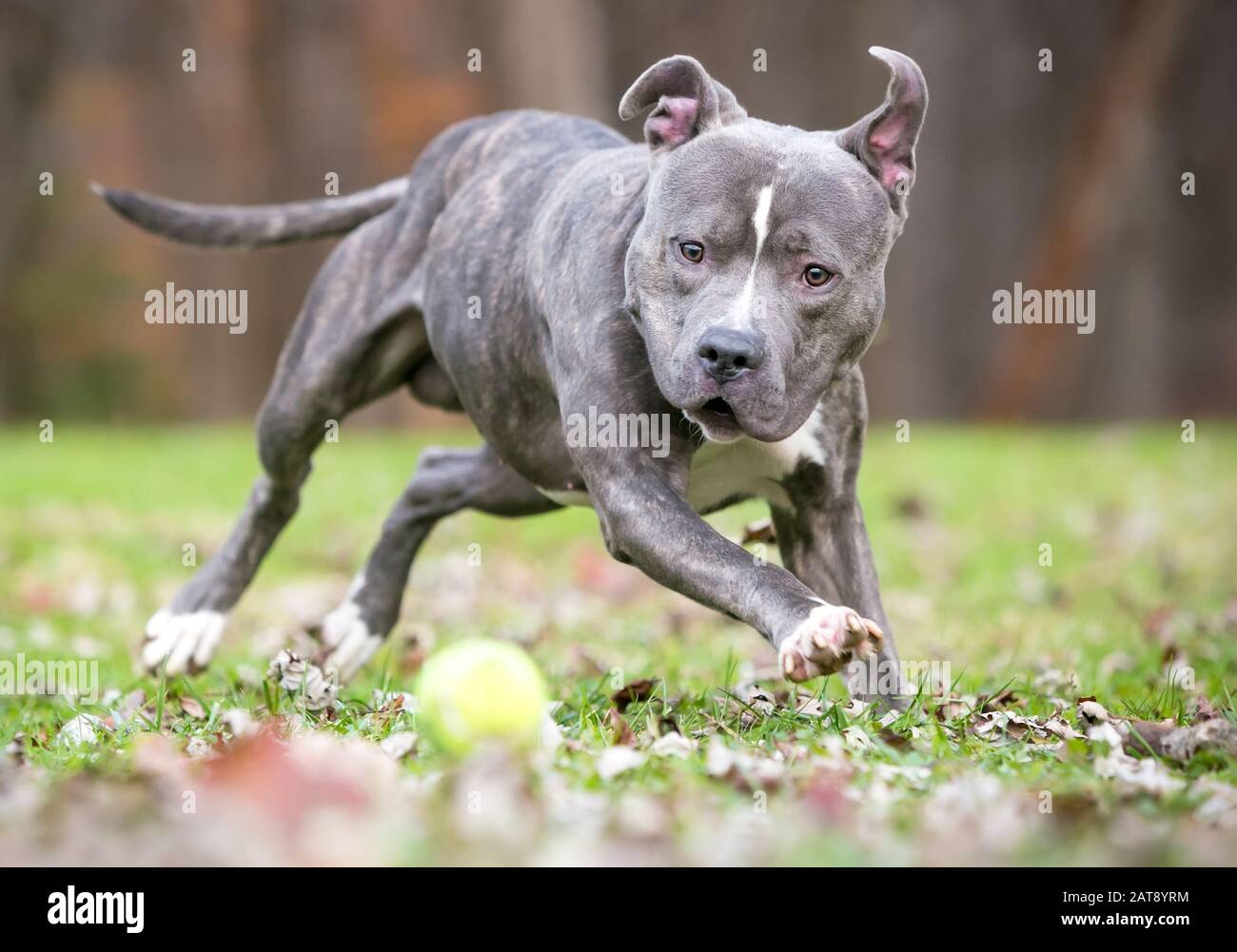 A blue brindle and white Pit Bull Terrier mixed breed dog chasing a ball outdoors Stock Photo
