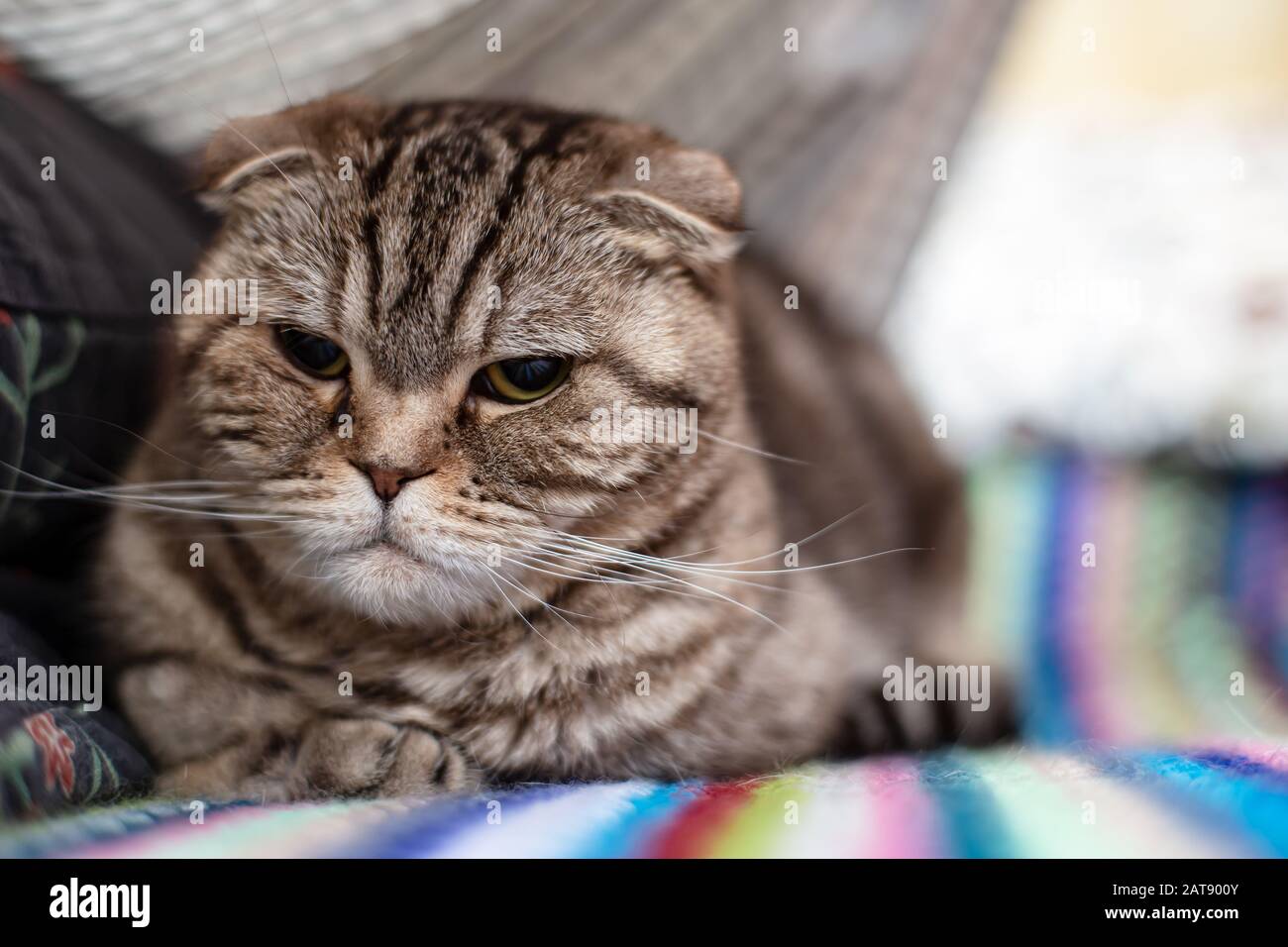 Dissatisfied cat Scottish Fold calmly resting on a multi-colored, knitted plaid and looks thoughtfully. Stock Photo