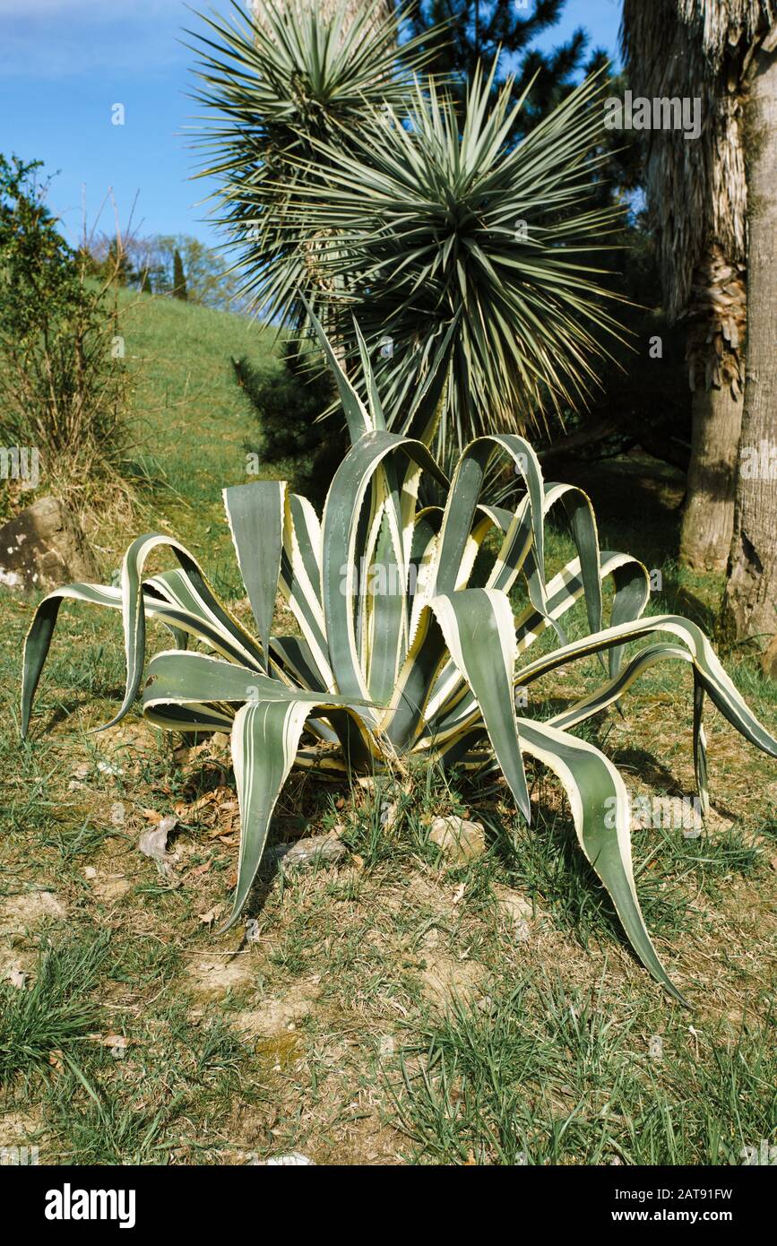 Agave americana or American aloe, is a species of flowering plant in the family Agavaceae, native to Mexico, and the United States in New Mexico, Ariz Stock Photo