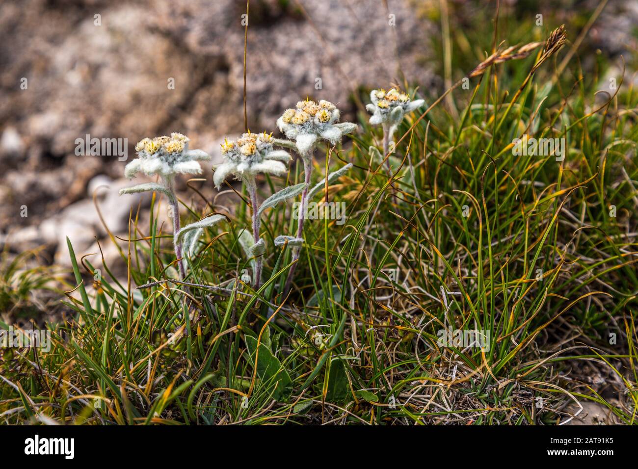 Leontopodium nivale, Alpine star Apennine Stock Photo
