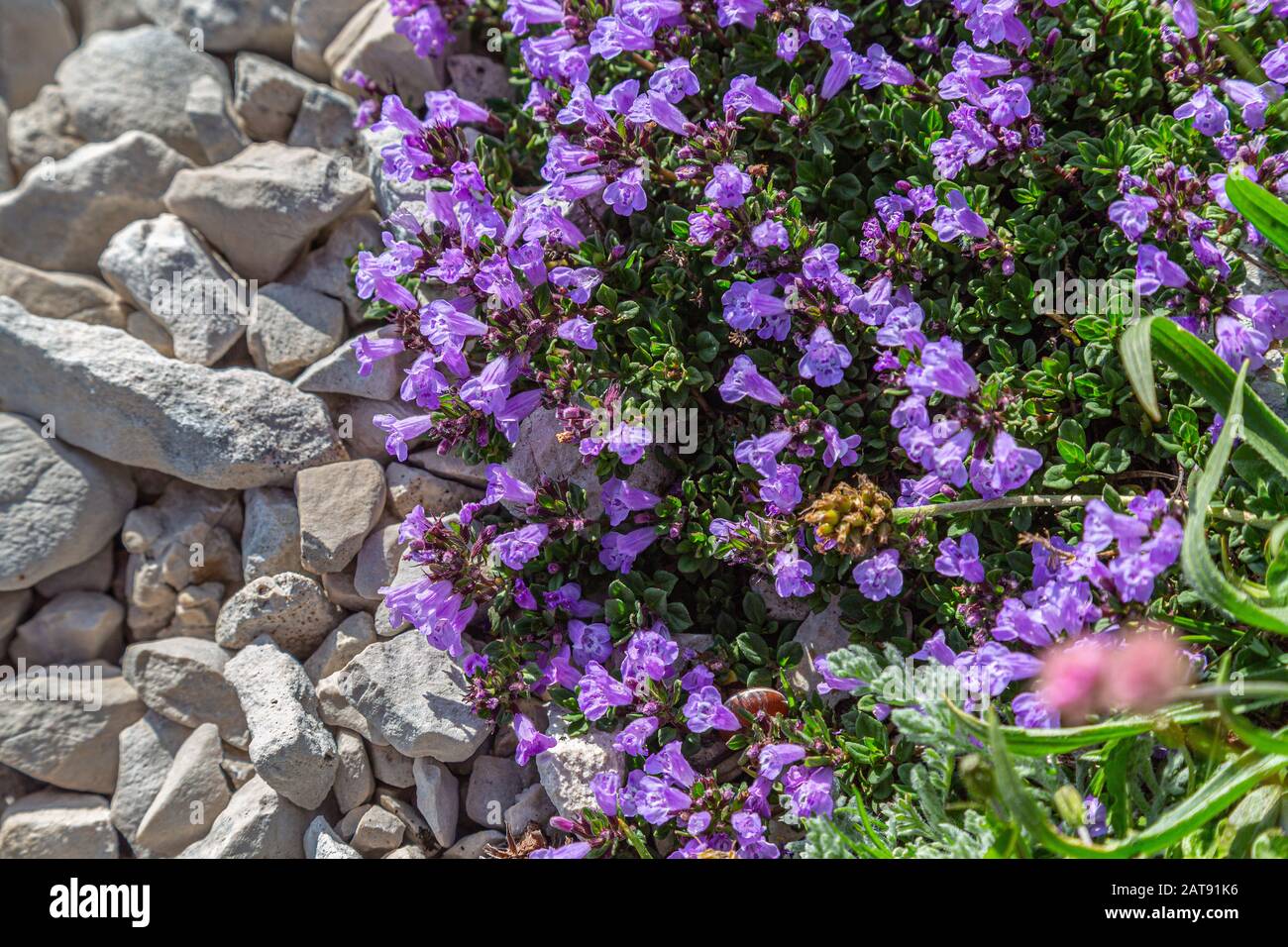 Flowering bush of wild thyme, Thymus serpyllum, one of the most