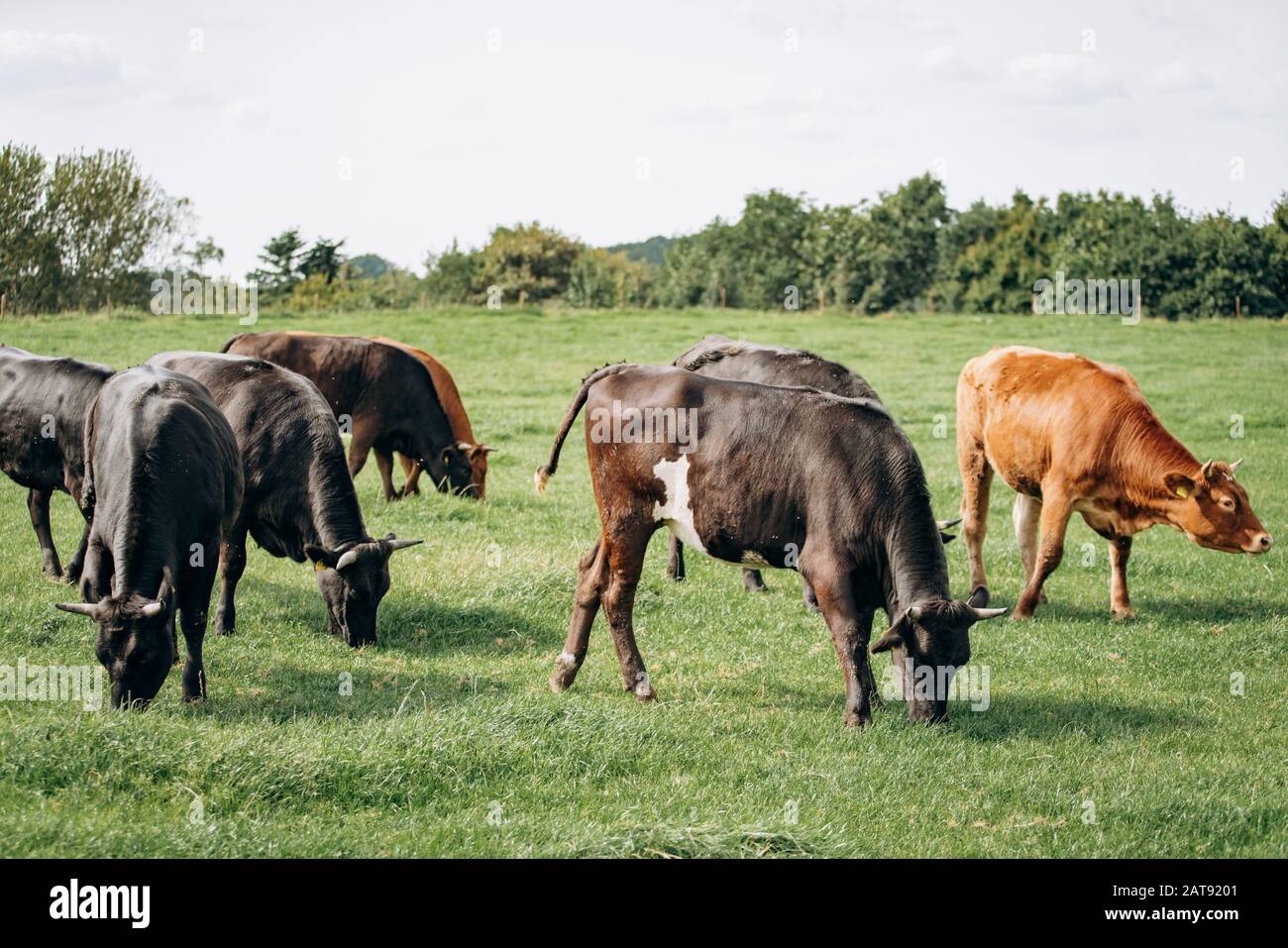 Dairy cows grazing in the meadow. Cows graze on the green grass Stock ...