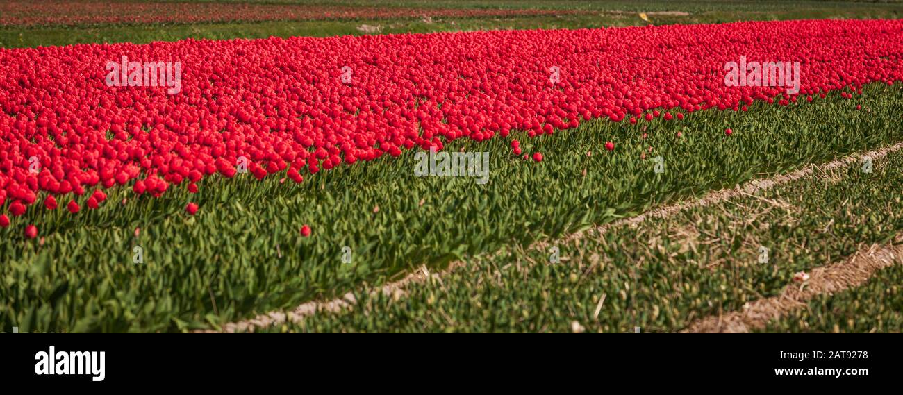 Blossoming tulip fields in a dutch landscape Stock Photo - Alamy