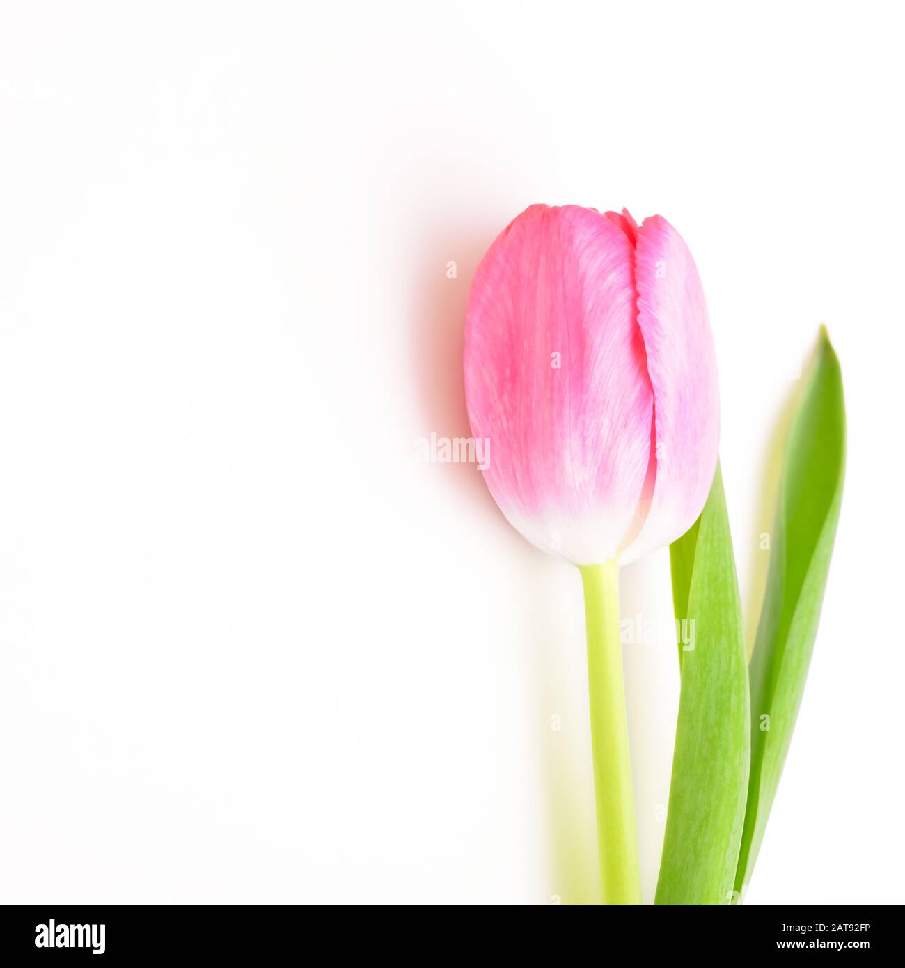 Single flower tulip pink on white background Stock Photo