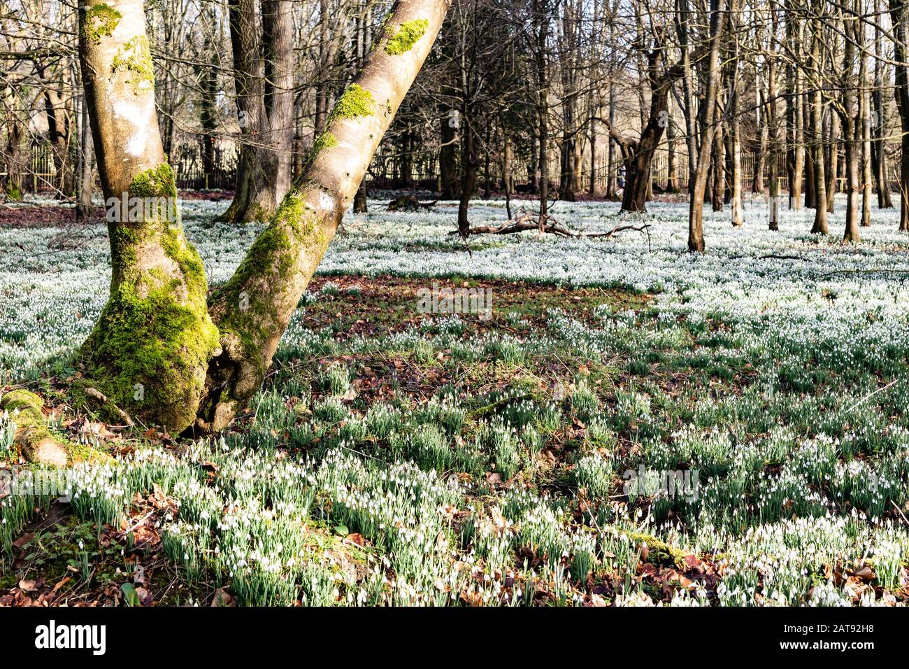 Welford Park, Berkshire, UK Stock Photo Alamy