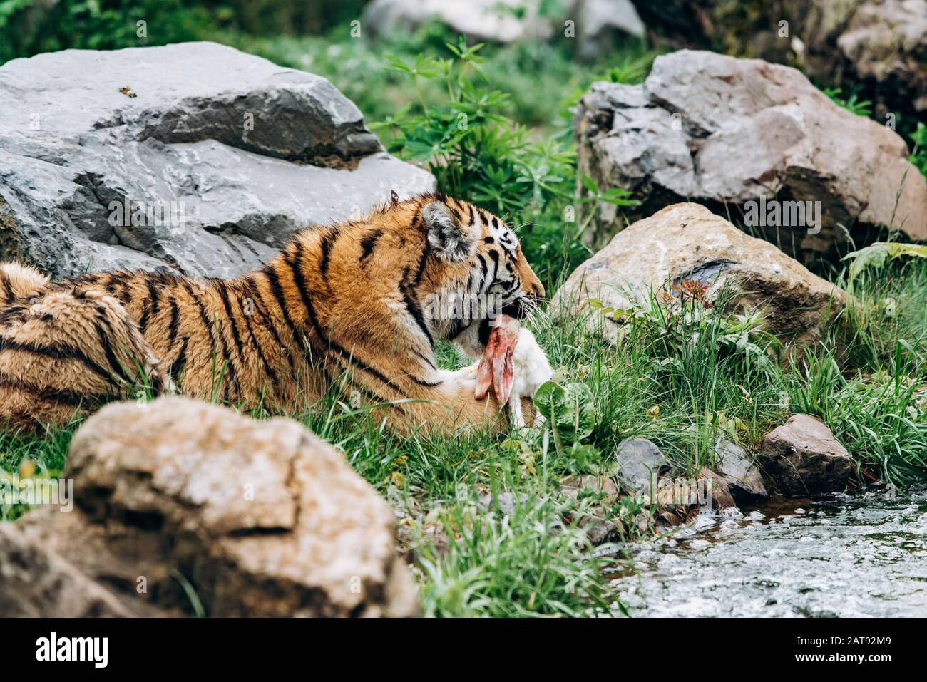 The tiger has caught the hare and is eating it Stock Photo - Alamy