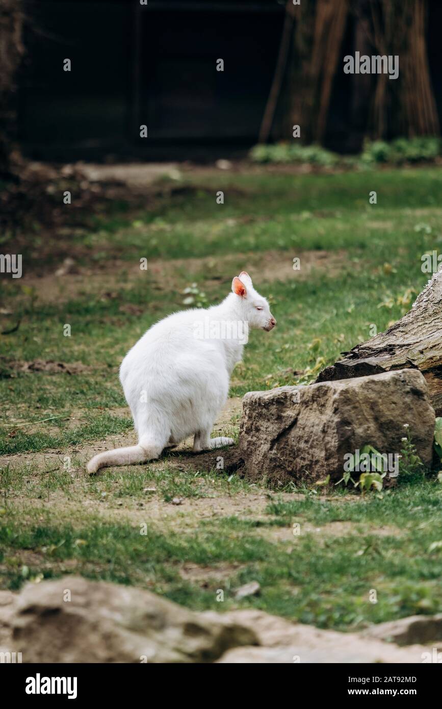 Albino western grey hi-res stock photography and images - Alamy