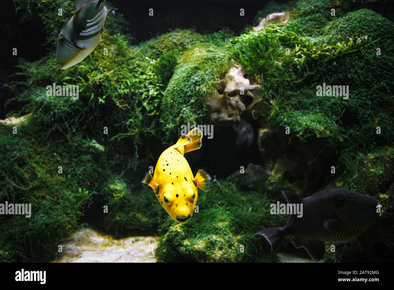 Arothron yellow floats in the water, artificial aquarium Stock Photo