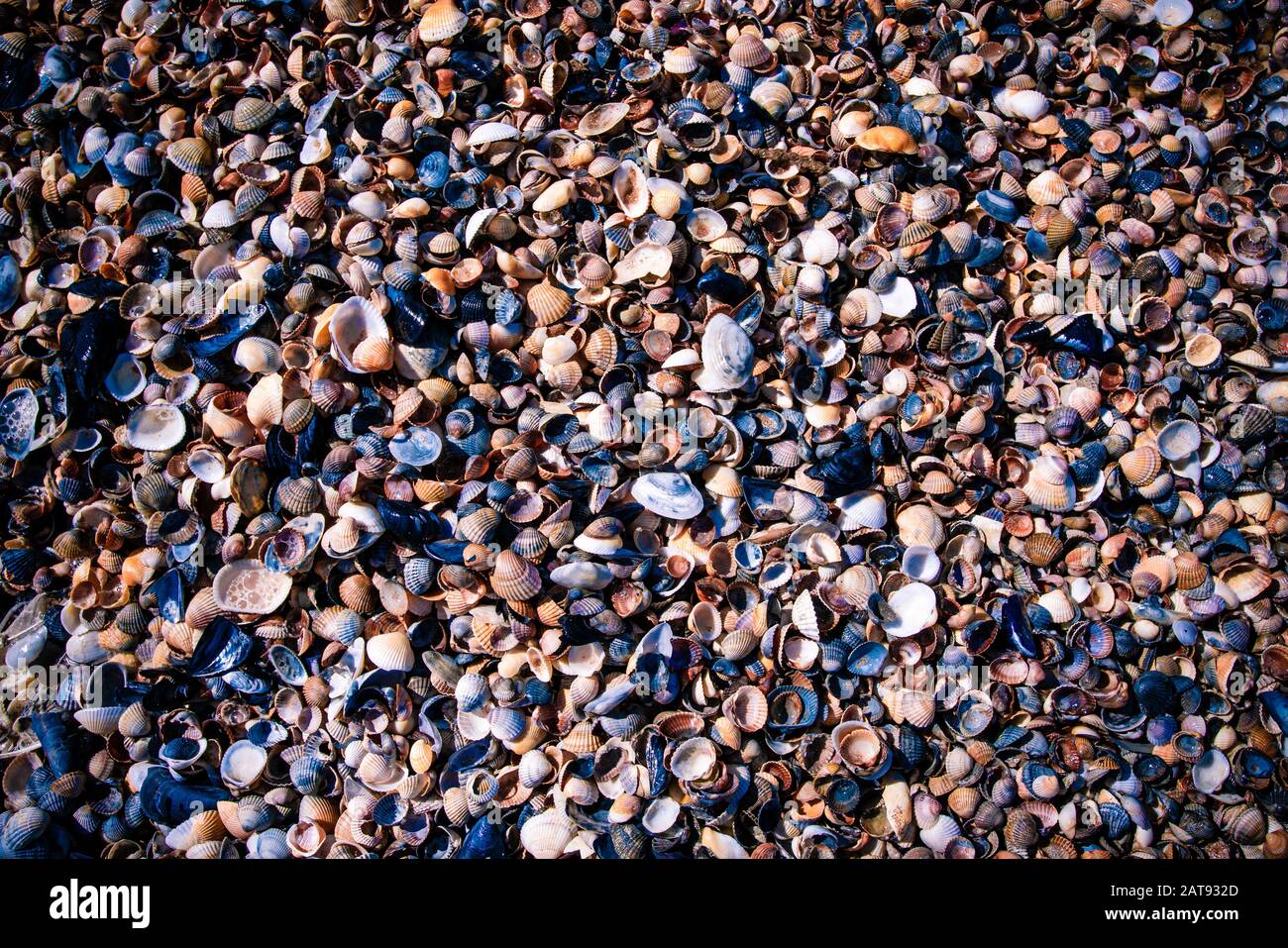 Rare seashells hi-res stock photography and images - Alamy