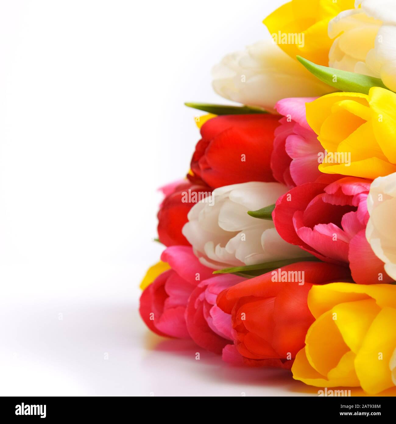 colorful bouquet of fresh spring tulip flowers on white background ...