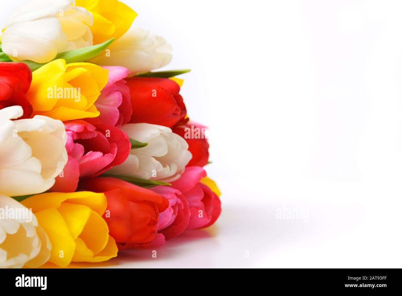 colorful bouquet of fresh spring tulip flowers on white background ...