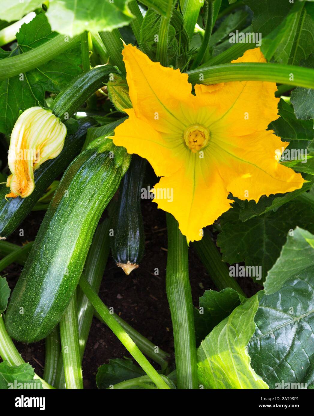 Zucchini plant.  Zucchini with flower and fruit in field. Green vegetable marrow growing on bush. Courgettes blossoms. Stock Photo