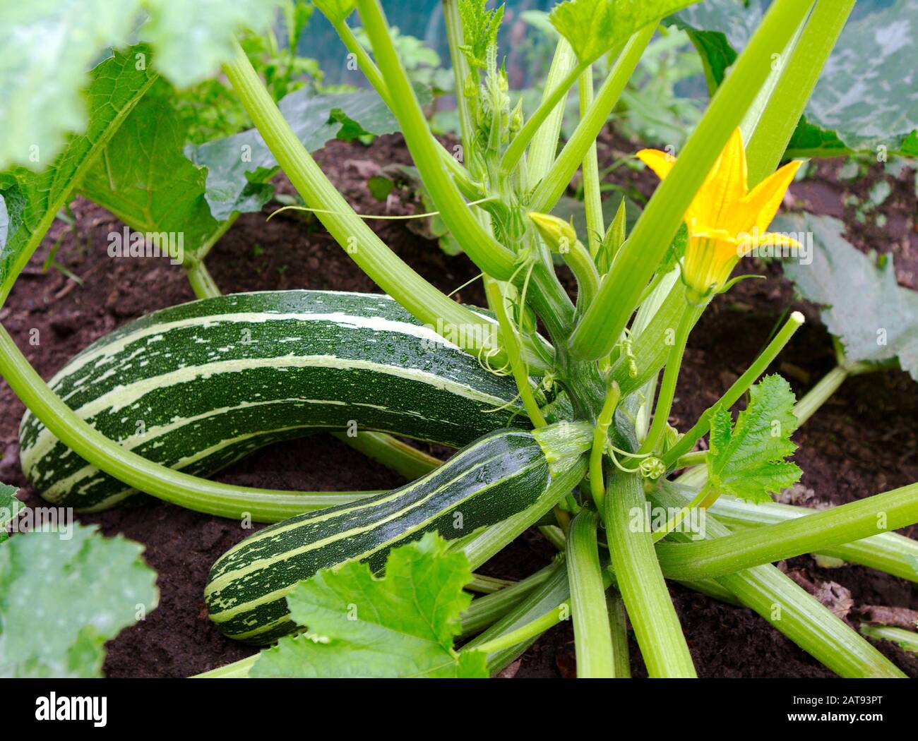 Zucchini plant.  Zucchini with flower and fruit in field. Green vegetable marrow growing on bush. Courgettes blossoms. Stock Photo